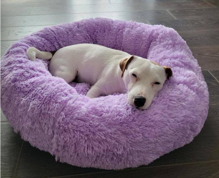 Вибір лежака з змінними чохлами, які зручно прати після перебування великої та активної собаки.