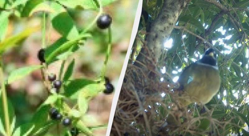 Деякі рослини розвинули здатність вирощувати 