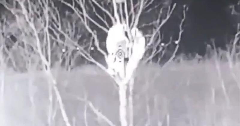 Прикордонники за допомогою дрона вразили двох загарбників, які перебували на дереві. ВІДЕО