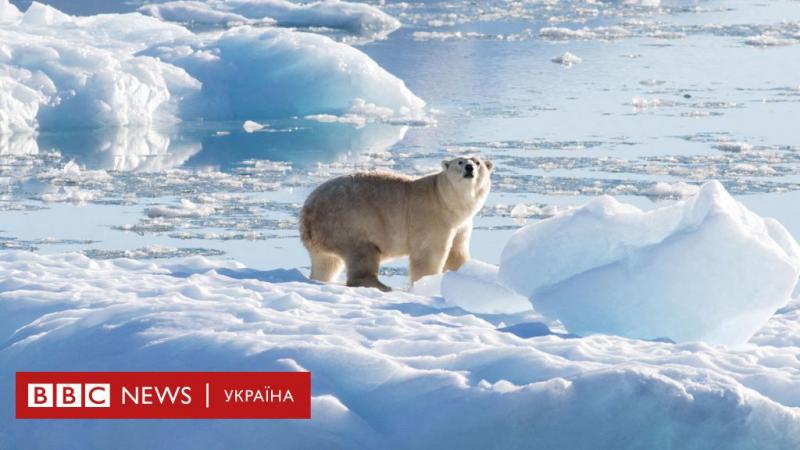 Чоловік ризикнув життям, щоб врятувати свою дружину: він стрибнув на спину білого ведмедя і, на диво, вийшов з цього небезпечного зіткнення живим - BBC News Україна.