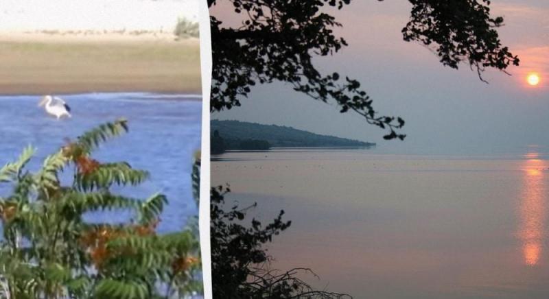 Неймовірна новина: у районі Каховського водосховища знайшли притулок рідкісні види птахів (відео)
