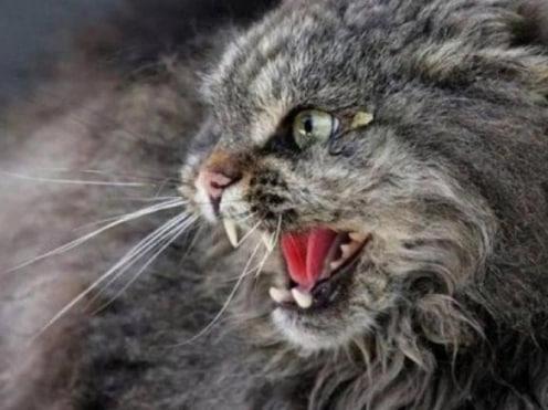 У Харкові жінка стала жертвою укусу агресивного кота: оголошено карантин у районі Салтівка - Новини Весь Харків.