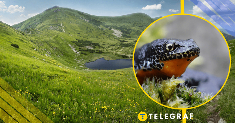 У Карпатах було зафіксовано рідкісну червонокнижну істоту, схожу на 