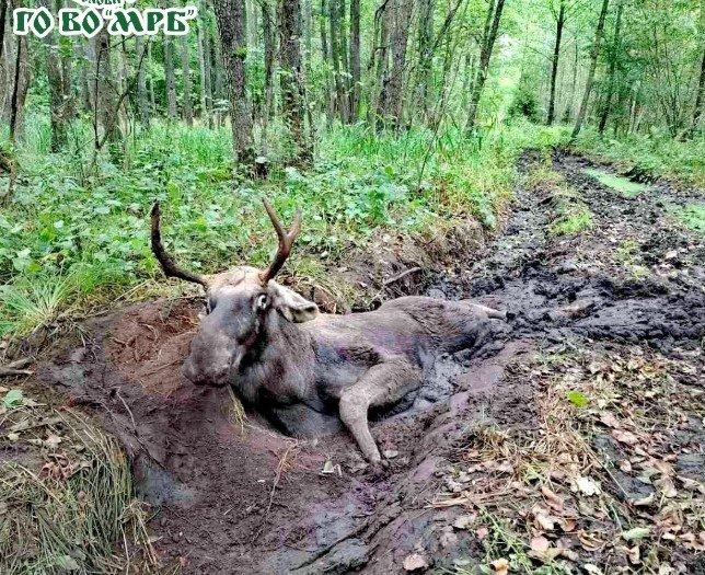 У лісі поблизу Клевані проводили операцію з порятунку лося. Ця новина стала важливою подією для Рівного та навколишніх районів.