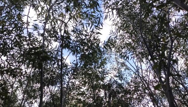 На площі, де раніше простягалося Каховське водосховище, активно розвивається вербове насадження – деякі з цих дерев досягли висоти понад 7 метрів.