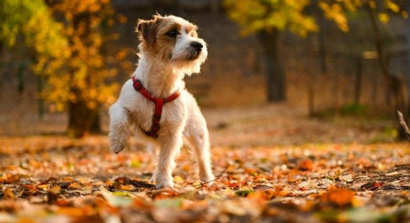 Метеоролог розповів, чи варто очікувати похолодання в Україні з настанням листопада.