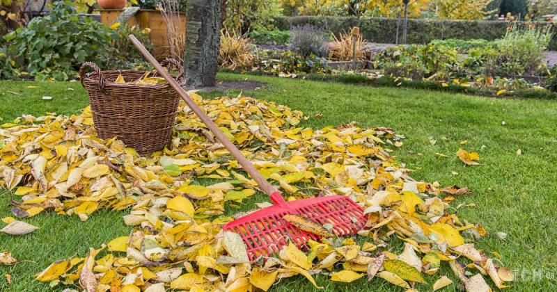 Як підготувати газон до зимового періоду: основні рекомендації перед настанням перших морозів