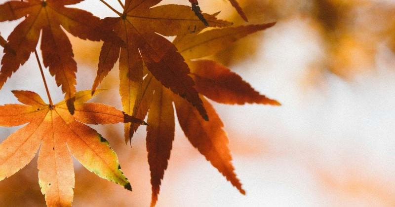 Прогноз погоди на 10 листопада: метеорологи застерегли українців про можливі ризики.