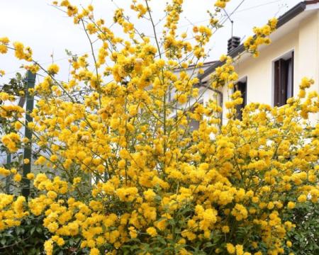Стати улюбленцями саду: вісім чагарників, що приносять тепло і комфорт у осінні дні.