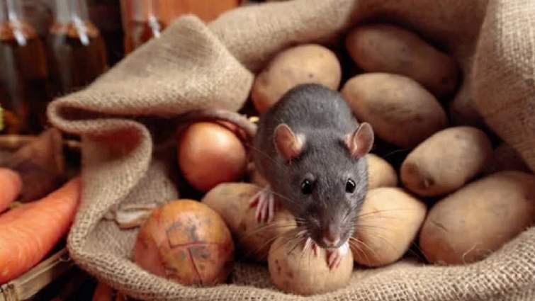 Ще одна жителька Львівської області стала жертвою лептоспірозу. Які заходи вжити для запобігання захворюванню?