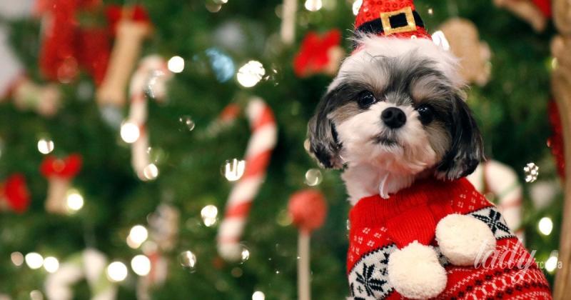 Вихід із зимової депресії: як чотирилапі друзі підтримують нас у складні часи.