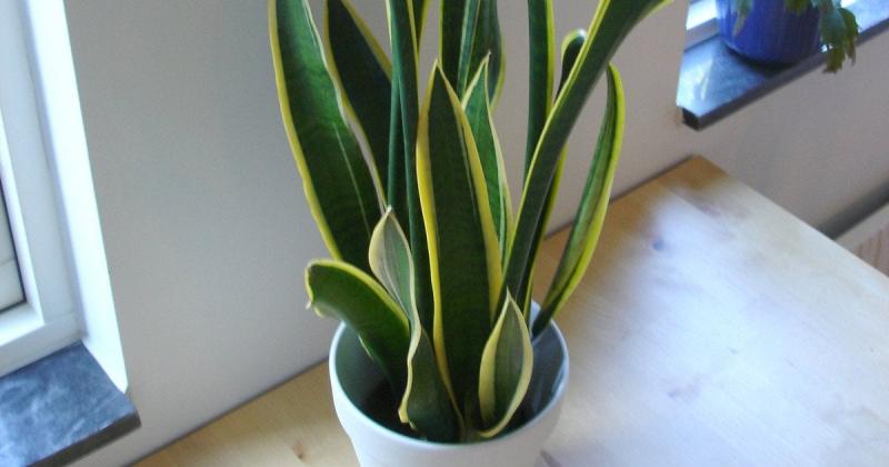 Які кімнатні рослини можуть виживати без освітлення: підбірка з 6 стійких видів.