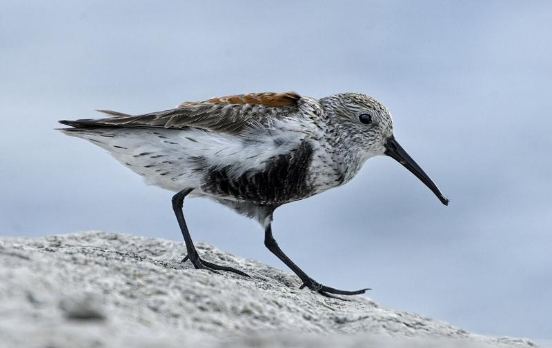 В Україні зафіксували присутність арктичних птахів: на Одещині оселилася зграя унікального виду, яка проводить зиму.