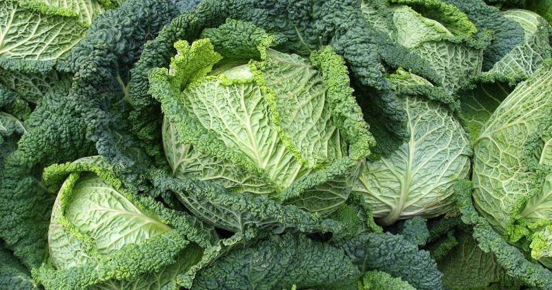 Занадто часто її ігноруємо. Вона є чудовим джерелом для покращення пам'яті, зміцнення кісток і підтримання шкіри в ідеальному стані.