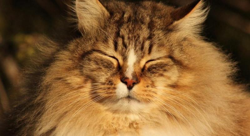 13 лютого у Києві очікується один з найтепліших днів на цьому тижні.