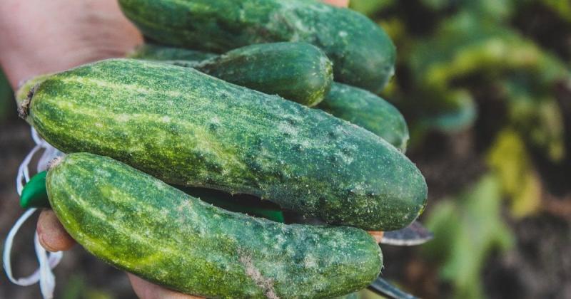 Ідеальний момент для посіву насіння огірків: легка формула для отримання вражаючого врожаю овочів.