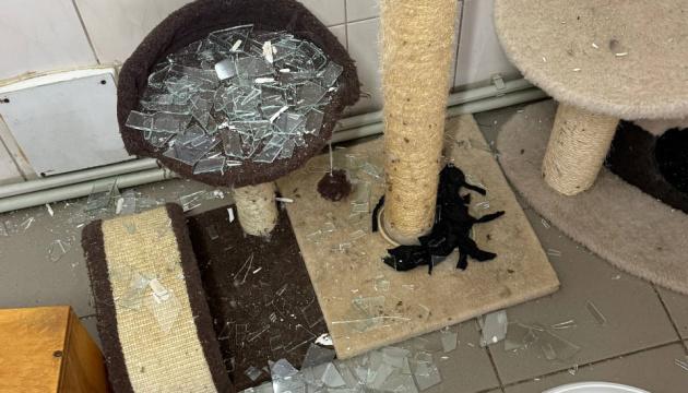 У Харкові через обстріл з боку Росії постраждав притулок для тварин.