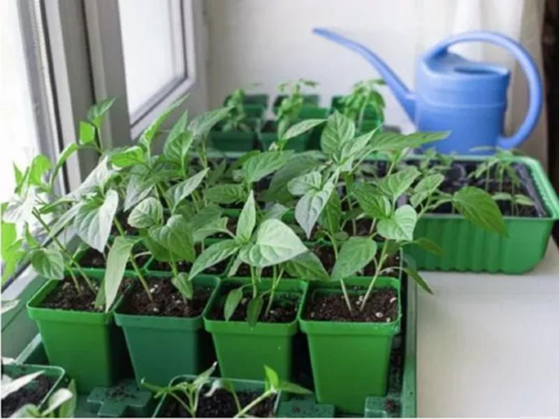 Зачекайте до квітня: чому досвідчені садівники не рекомендують поспішати з висадкою розсади в березні.