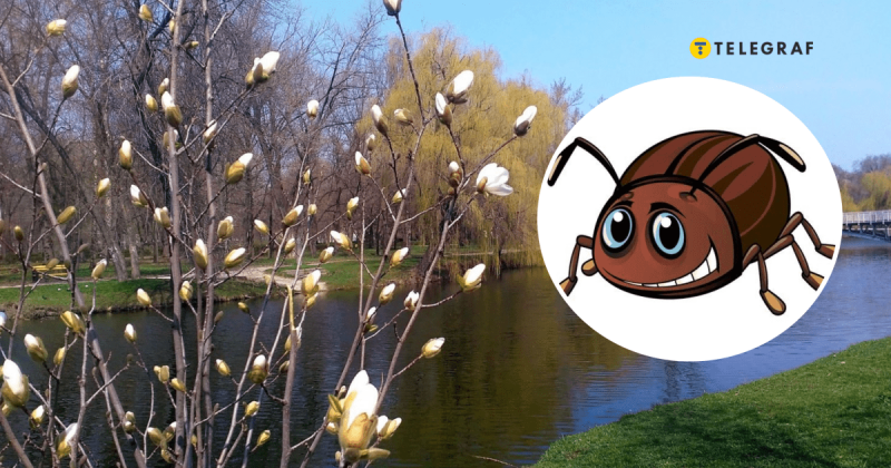 Чи може він навіть забрати життя? Ознайомтеся з отруйним жуком, якого виявили в Україні (фото)