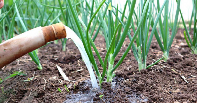 Які добрива використовувати для цибулі навесні: необхідні засоби у квітні для отримання щедрого врожаю.