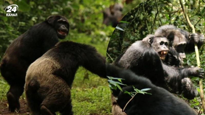 Громадянський конфлікт серед шимпанзе: дослідники виявили незвичайний випадок, який віддзеркалює людську поведінку.