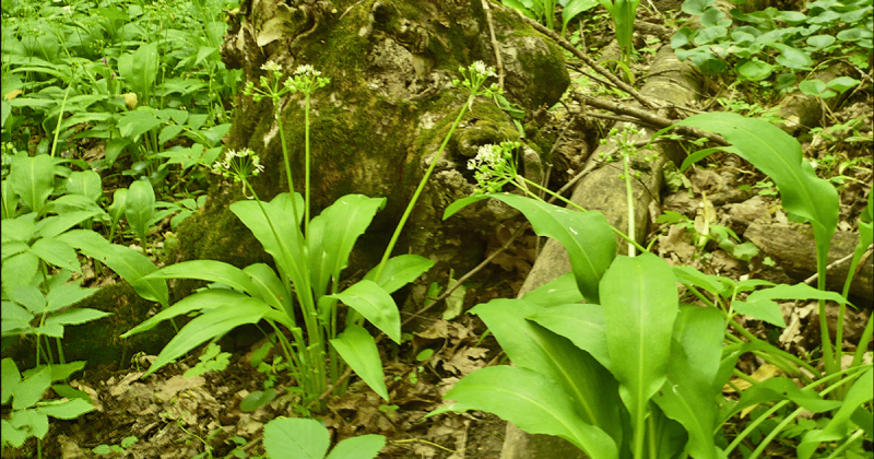 Як розпізнати черемшу серед чемериці, щоб уберегти своє життя та життя рідних?