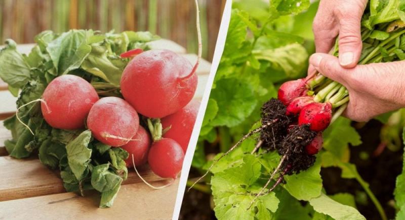 Простий спосіб подвоїти врожай редиски: секрети правильного догляду за овочем.