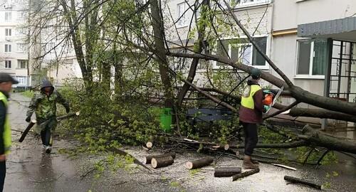 У Харкові внаслідок негоди було зламано більше 30 дерев: працівники комунальних служб ліквідують наслідки (фото)