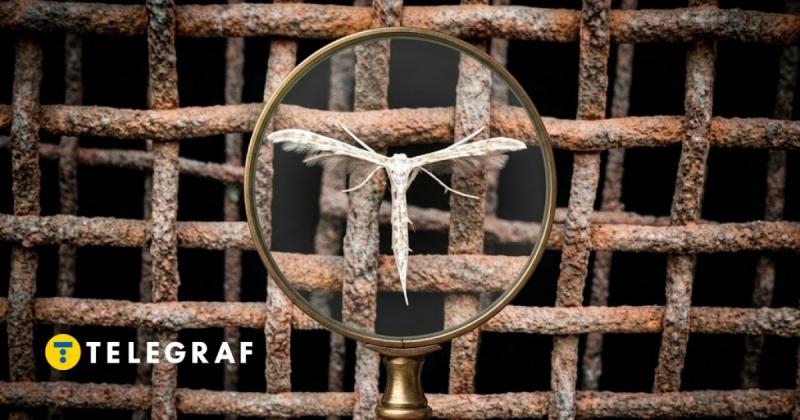 Схожа на маленьку фею: українець виявив одну з найцікавіших комах (фото)