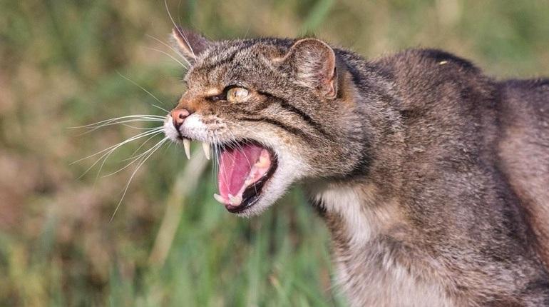 У селі на Рівненщині жінка зазнала нападу з боку агресивного кота - Рівне Вечірнє.