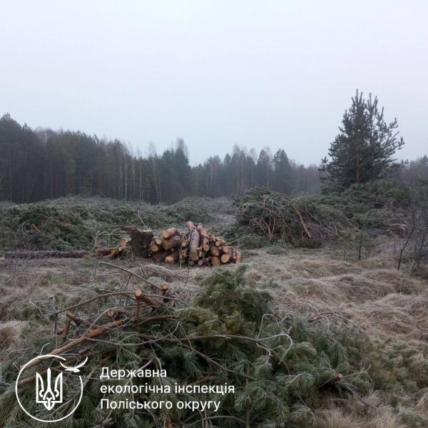 Знищили більше 300 дерев та спричинили збитки на суму 2 мільйони: Державна екологічна інспекція виявила значну нелегальну вирубку лісу у Рівненській області.